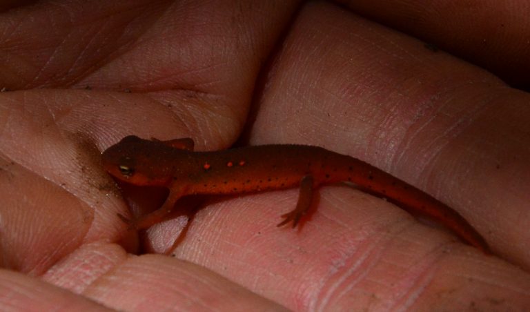 Huron County counts its lucky salamanders
