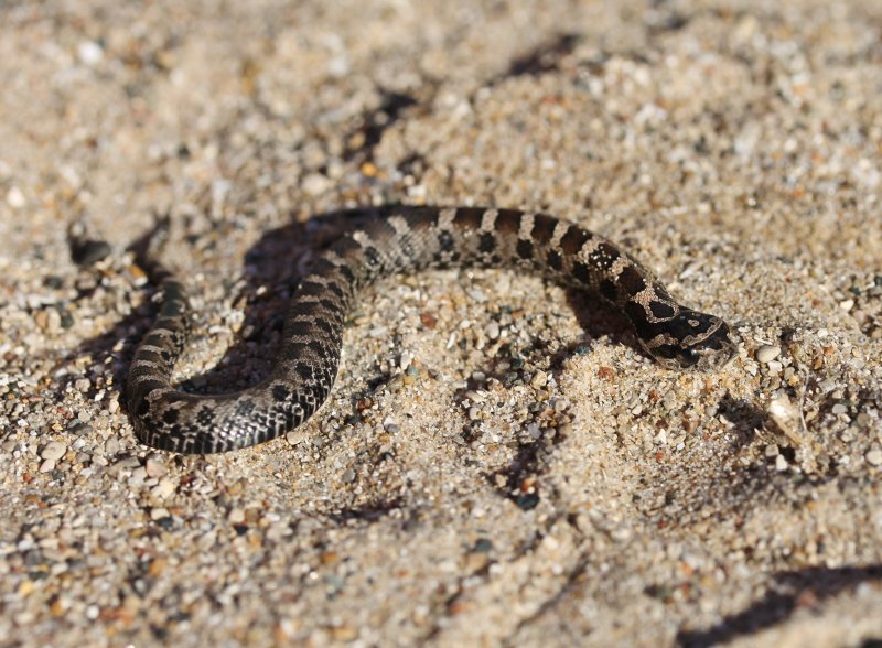 hognose baby