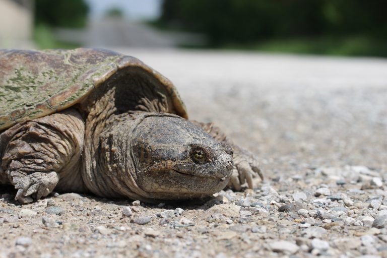 Why did the Turtle Cross the Road?