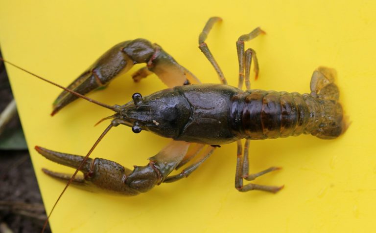 Crayfish of Huron County