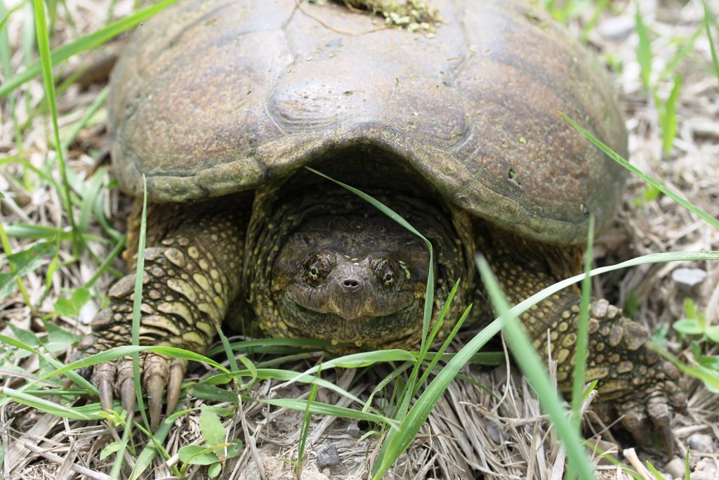 Snapping Turtle Hunt Unsustainable Huron Stewardship Council