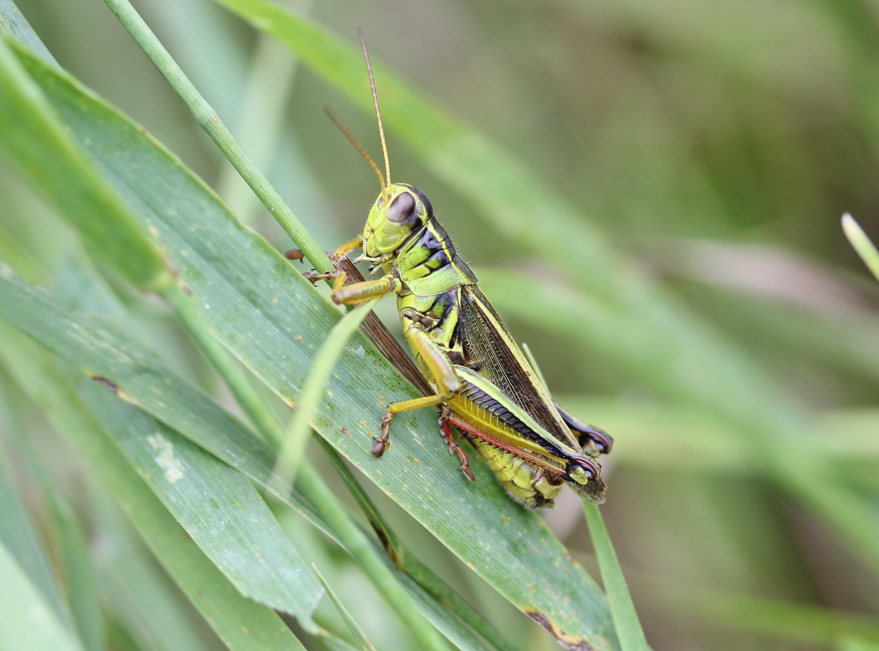 grasshopper