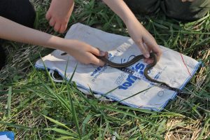 queensnake