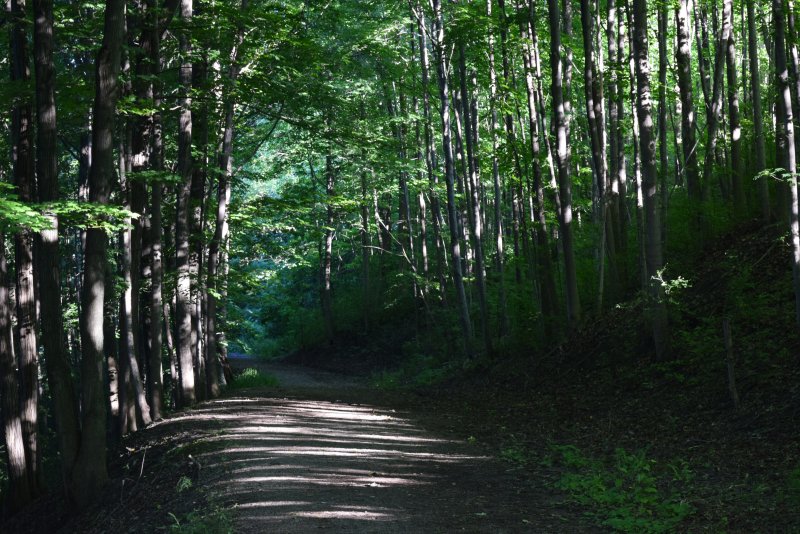 shady forest