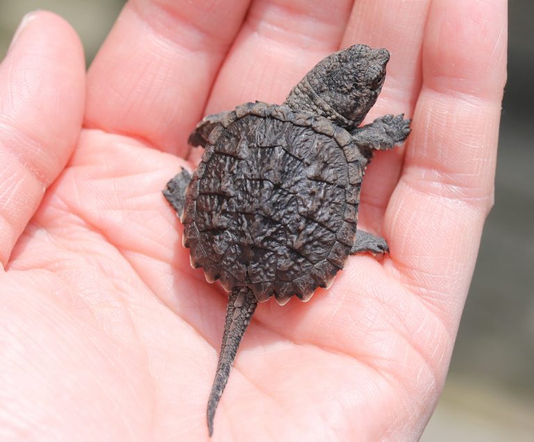 Turtle release September 1st!
