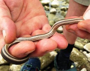 queensnake