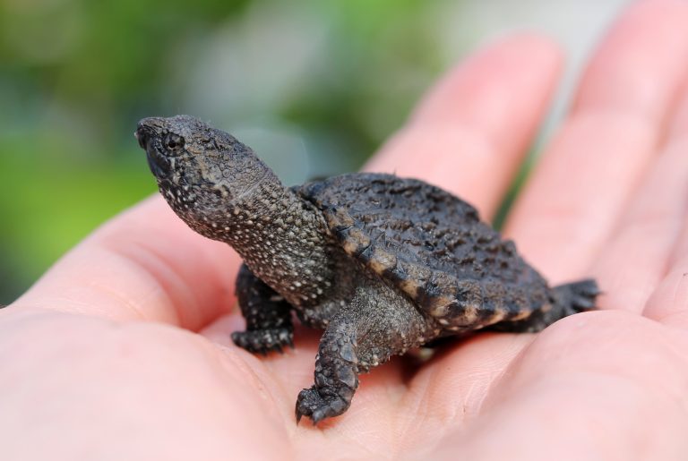 Turtle Hatchling Release Unites a Community; Aids an Injured Cyclist