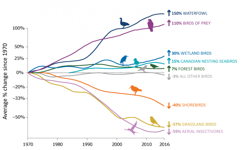 Bird graph