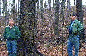 Barrie woodlot