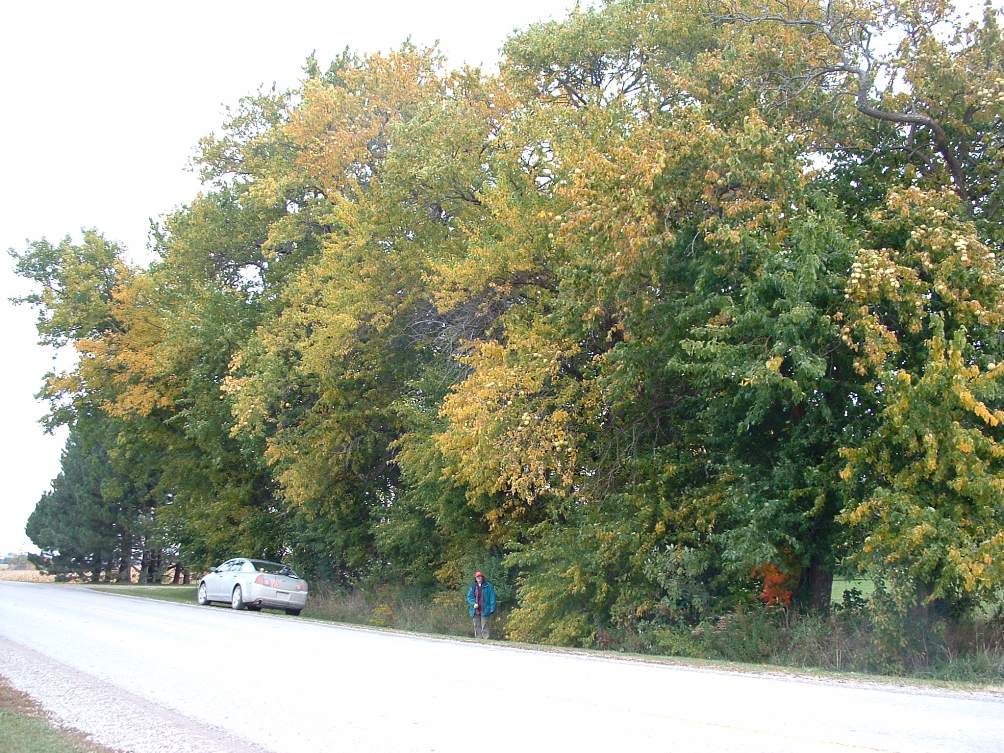 Osage Orange Honour Roll