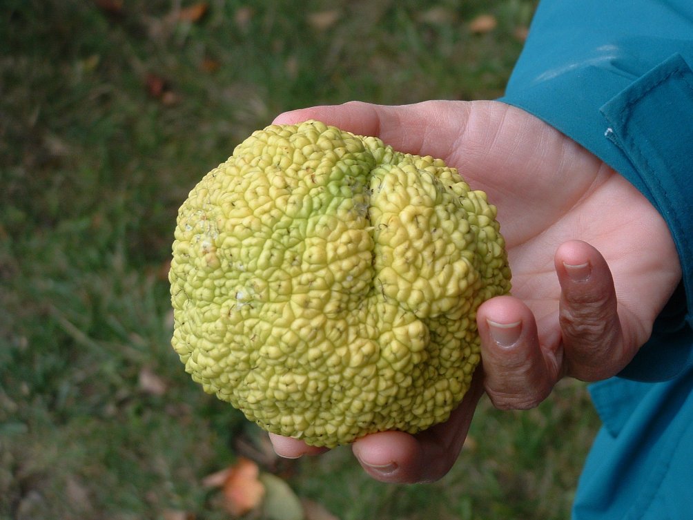 Osage Orange Honour Roll