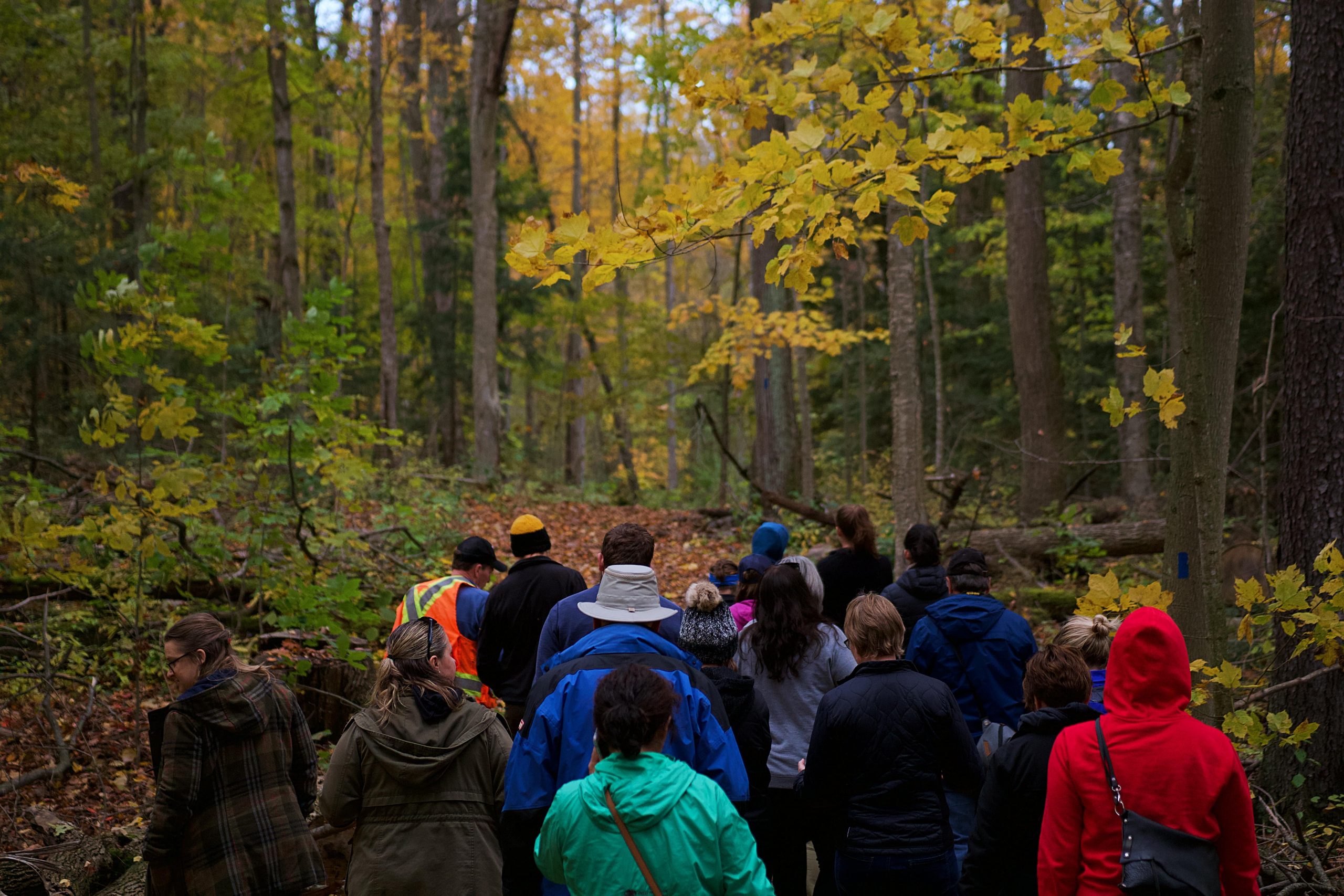 planning dept walk through forest