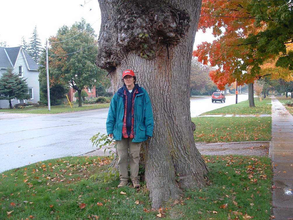 scotch_elm_goderich_b