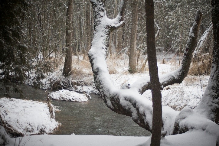 Where do they go in the winter? The hibernating reptiles and amphibians of Huron County
