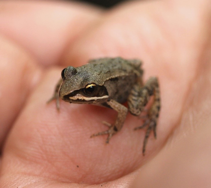 wood frog