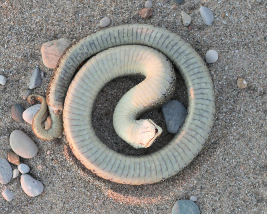 Soil Sidekicks – Eastern Hognose Snakes