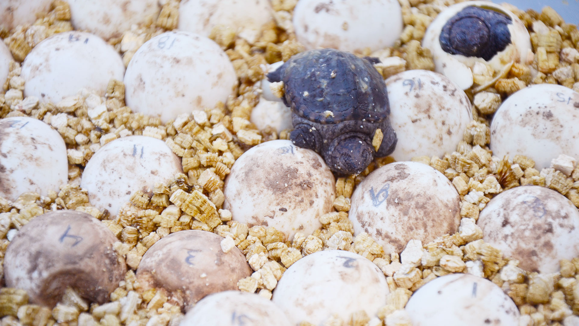 Turtle_Week_Local_2021_1920_px