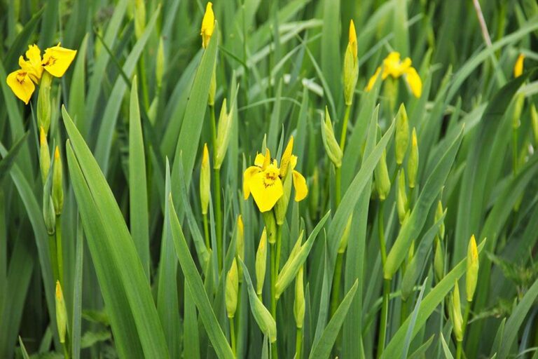Invasive Plant of the Month Spotlight