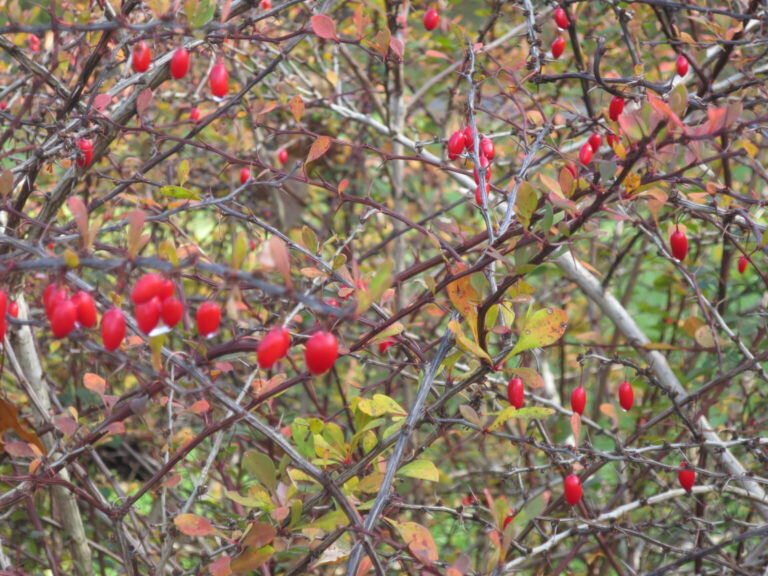 Invasive Plant of the Month Spotlight – July
