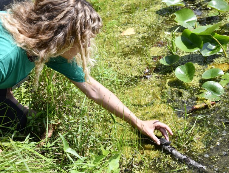 Annual Turtle Hatchling Release