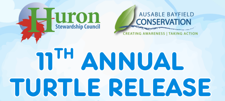 11th Annual Turtle Hatchling Release