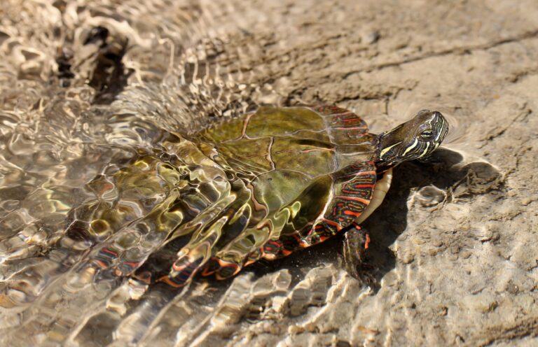 Scales, Shells, and Surprises: Happy Reptile Awareness Day!