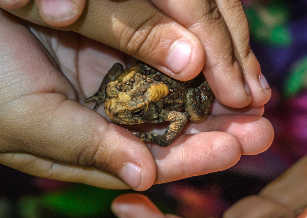 American Toad. Photo by Devin Sturgeon dsturgeon4@gmail.com)