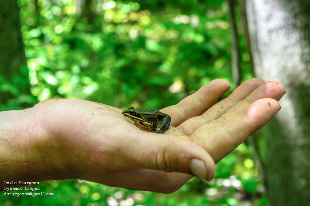 Wood Frog. Photo by Devin Sturgeon 