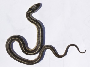 Garter Snake