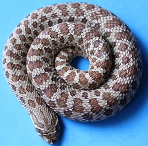 Hognose snake