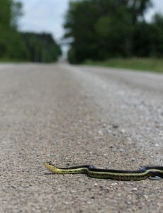 Garter snakes bask on the warm pavement, and may be run over. 