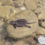 Snapping turtle hatchling taking its first swim of freedom
