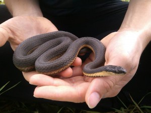 Figure 2. A large gravid (pregnant) female Queensnake. Photo by Lauren Schmuck,