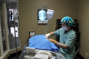 Executive and Medical Director, Dr. Sue Carstairs performs surgery on an injured turtle.