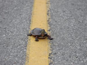 Painted turtle crossing the road. (photo credit Jory Mullen)