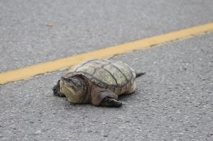 Adult female snapping turtle crossing the road looking for a place to lay her eggs (photo credit: Jory Mullen)